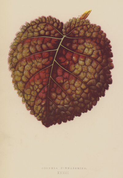 Gesnera Cinnabarina af English School